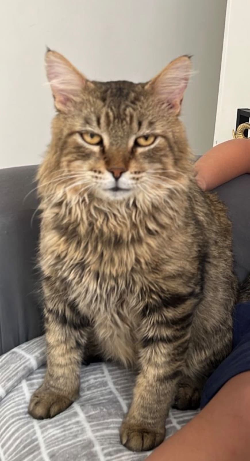 Gato
