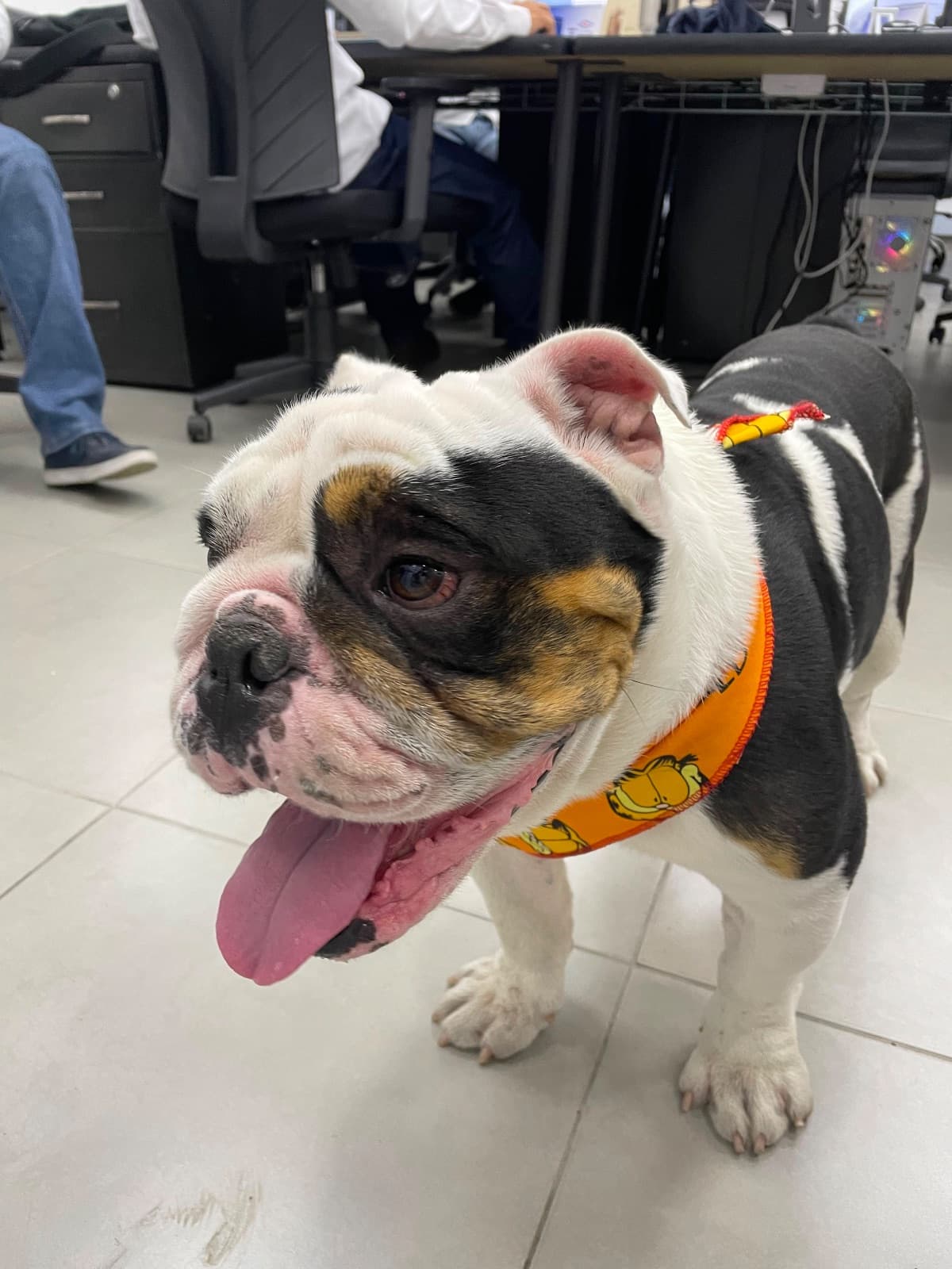 Perto bulldog