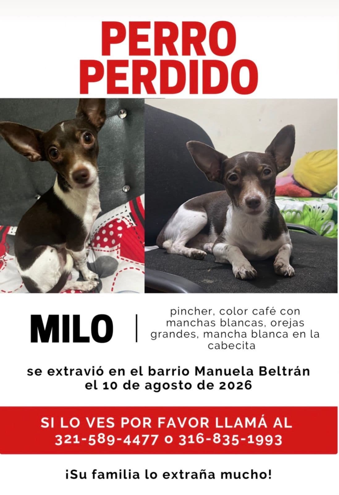 Perro
