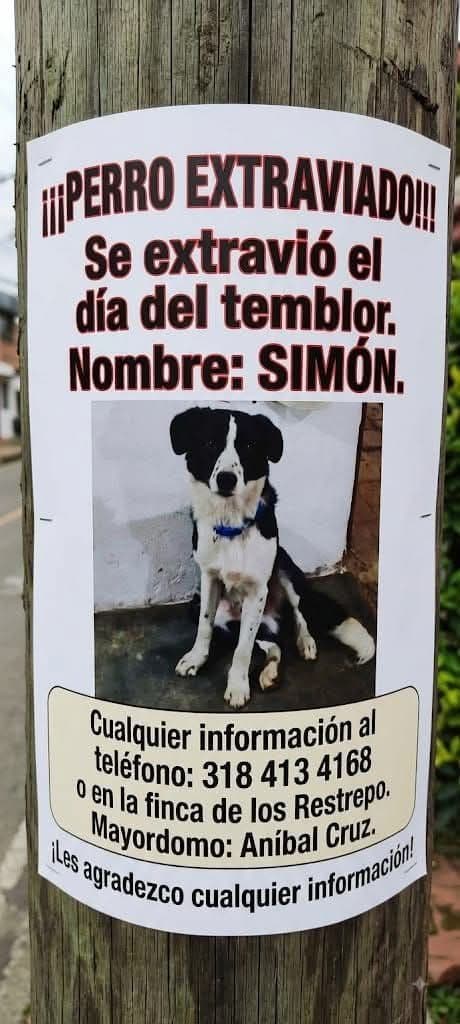 Perro