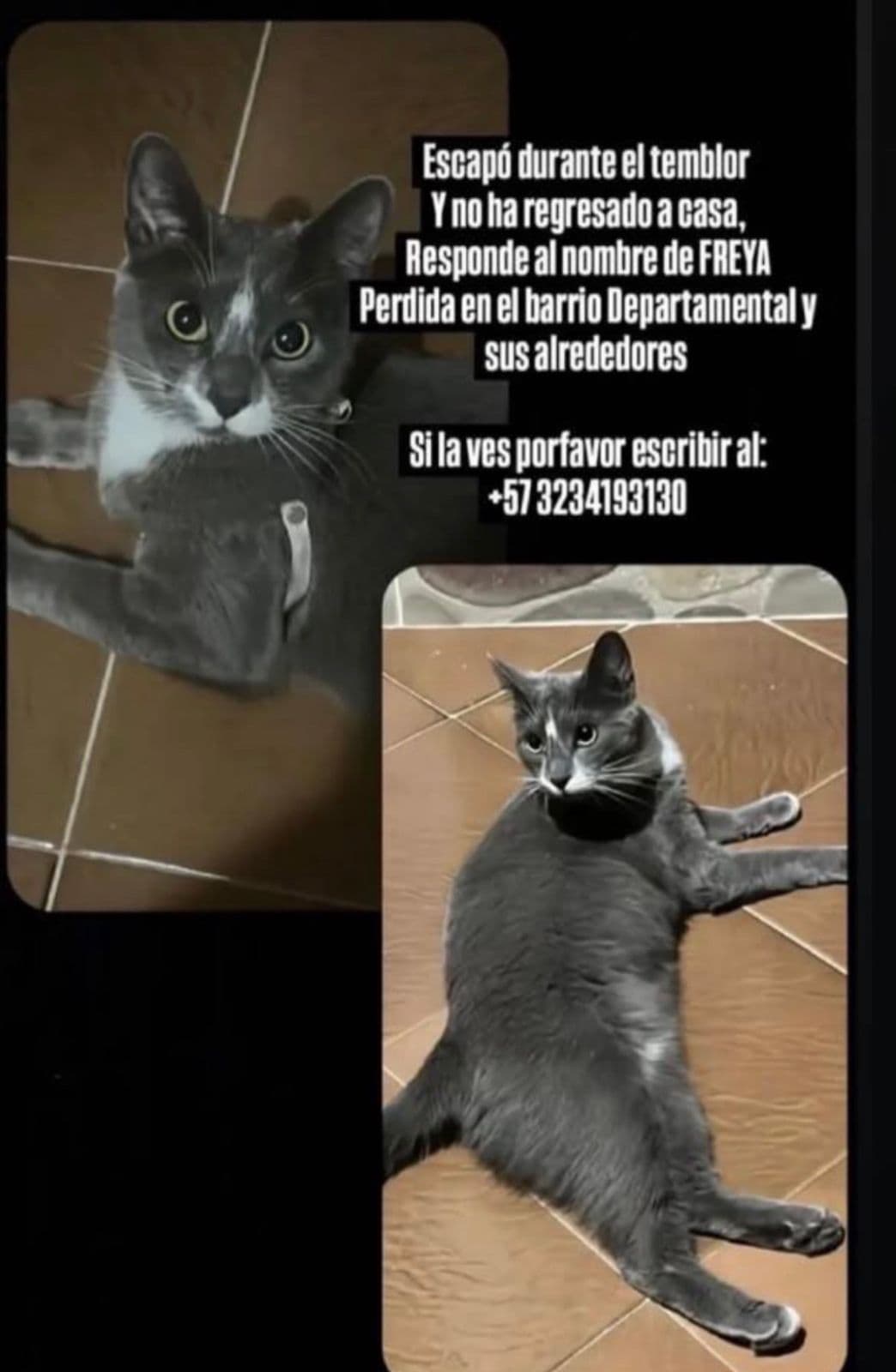 Gato