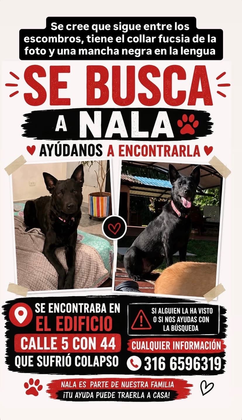 Perro