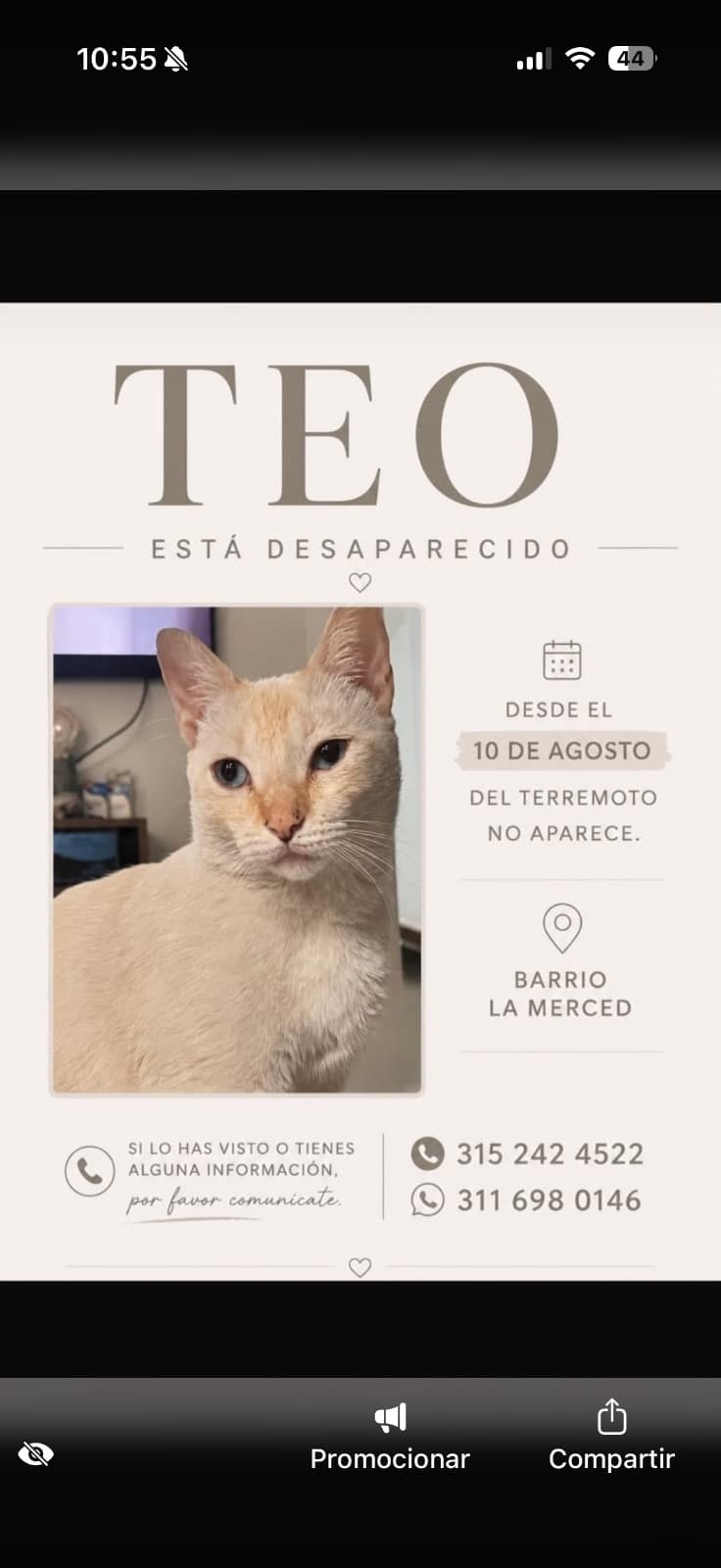 Gato