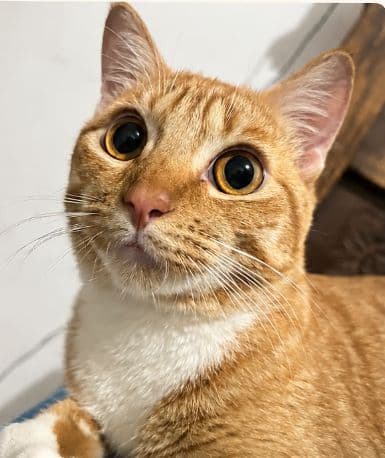 Gato