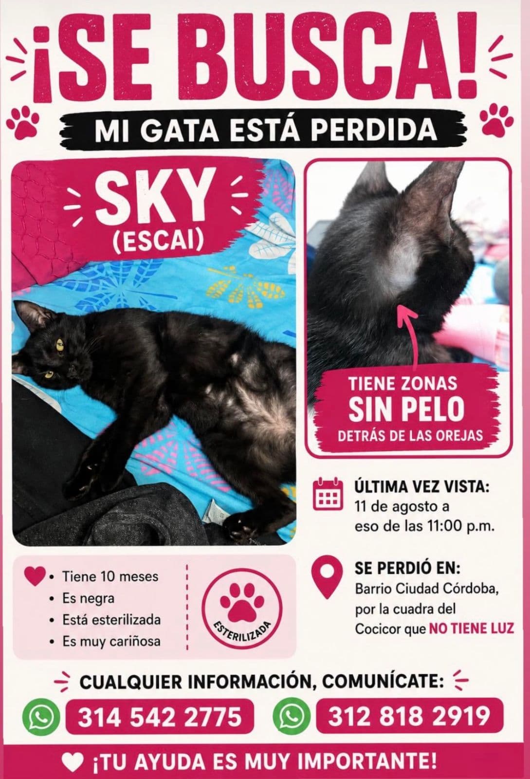 Gato
