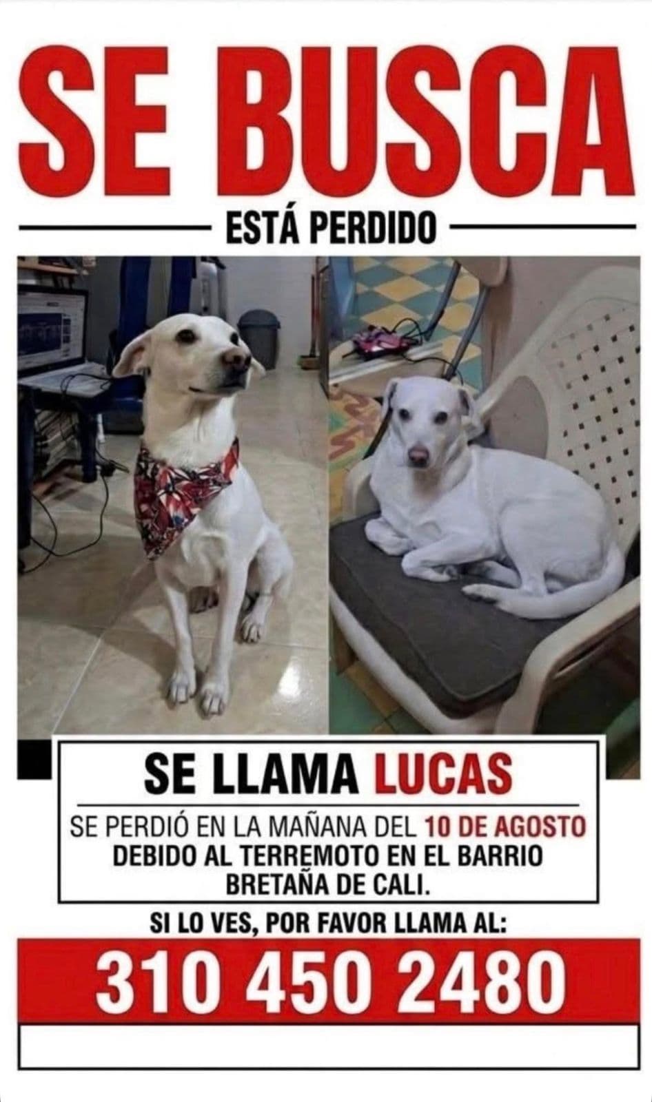 Perro