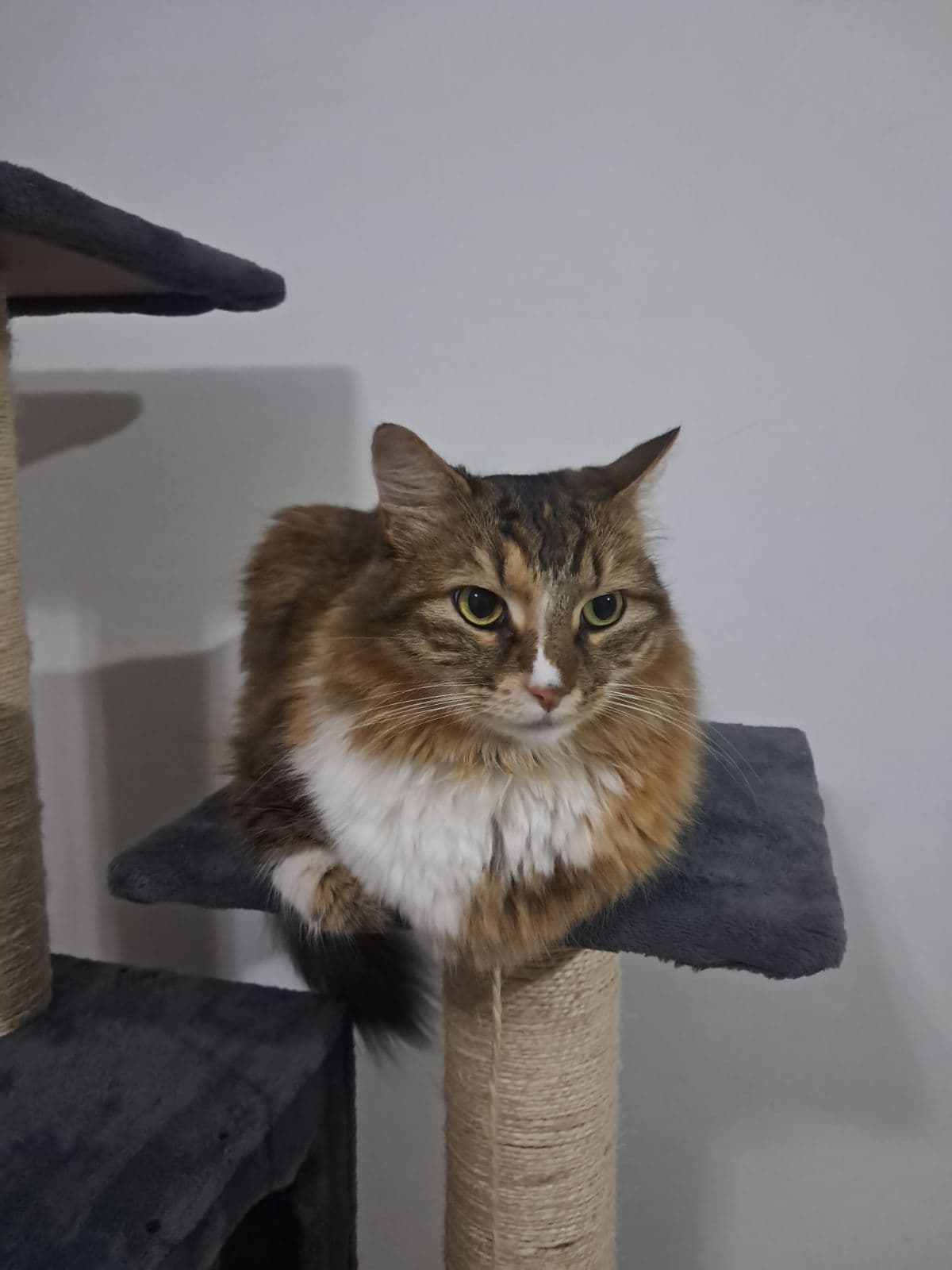 Gato