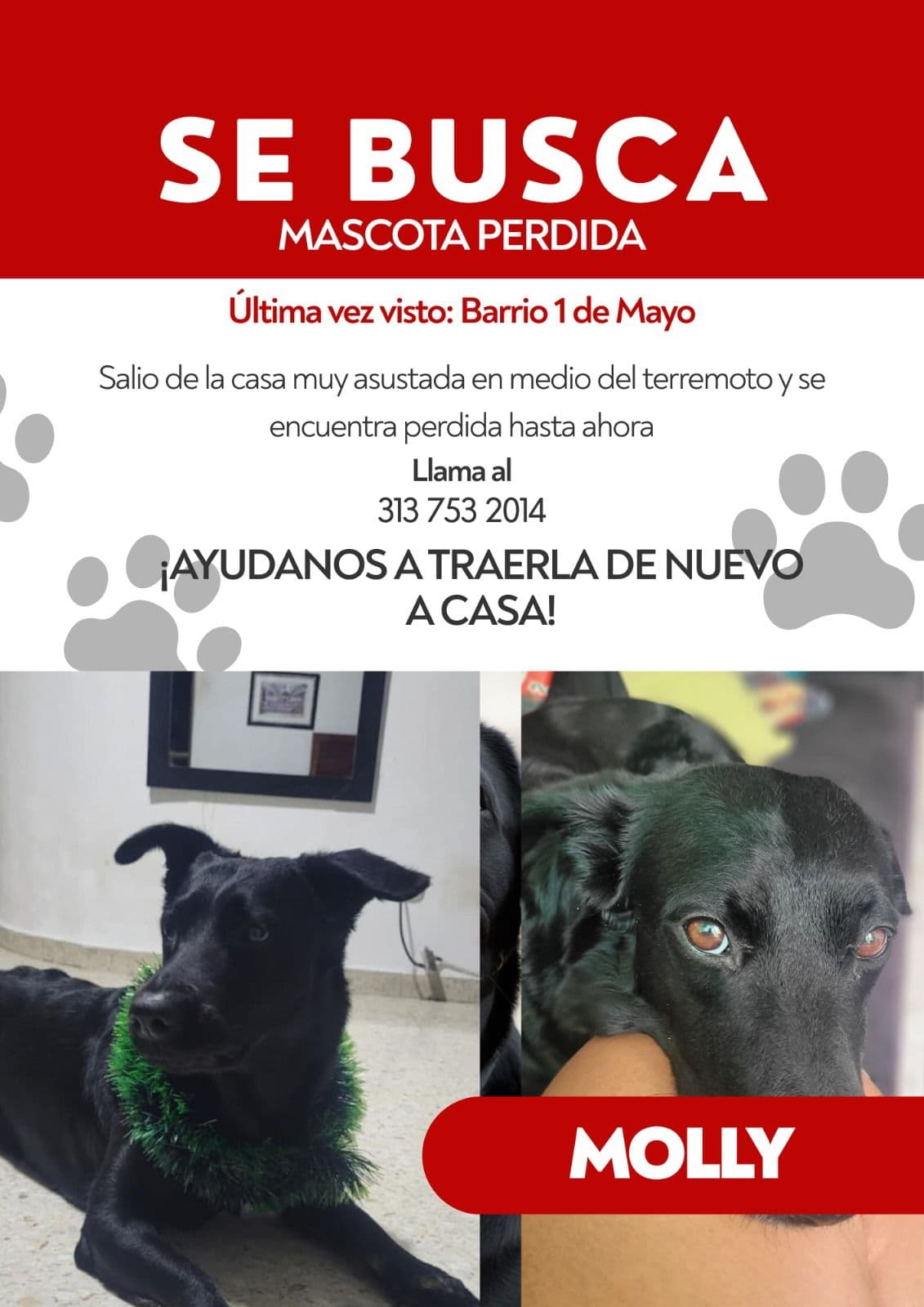 Perro
