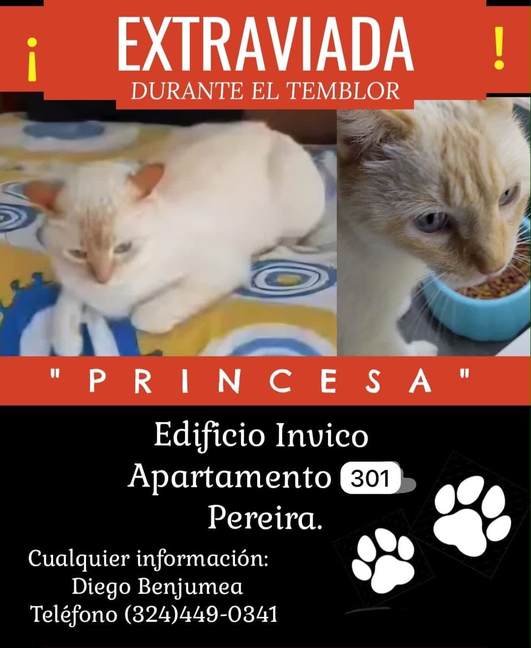 Gato