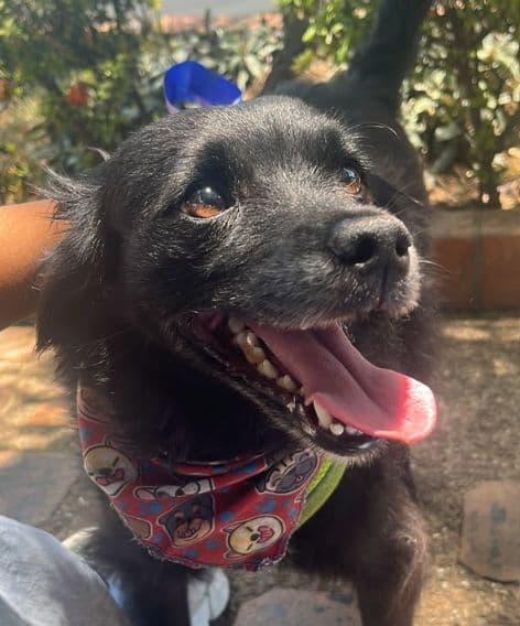 Perro