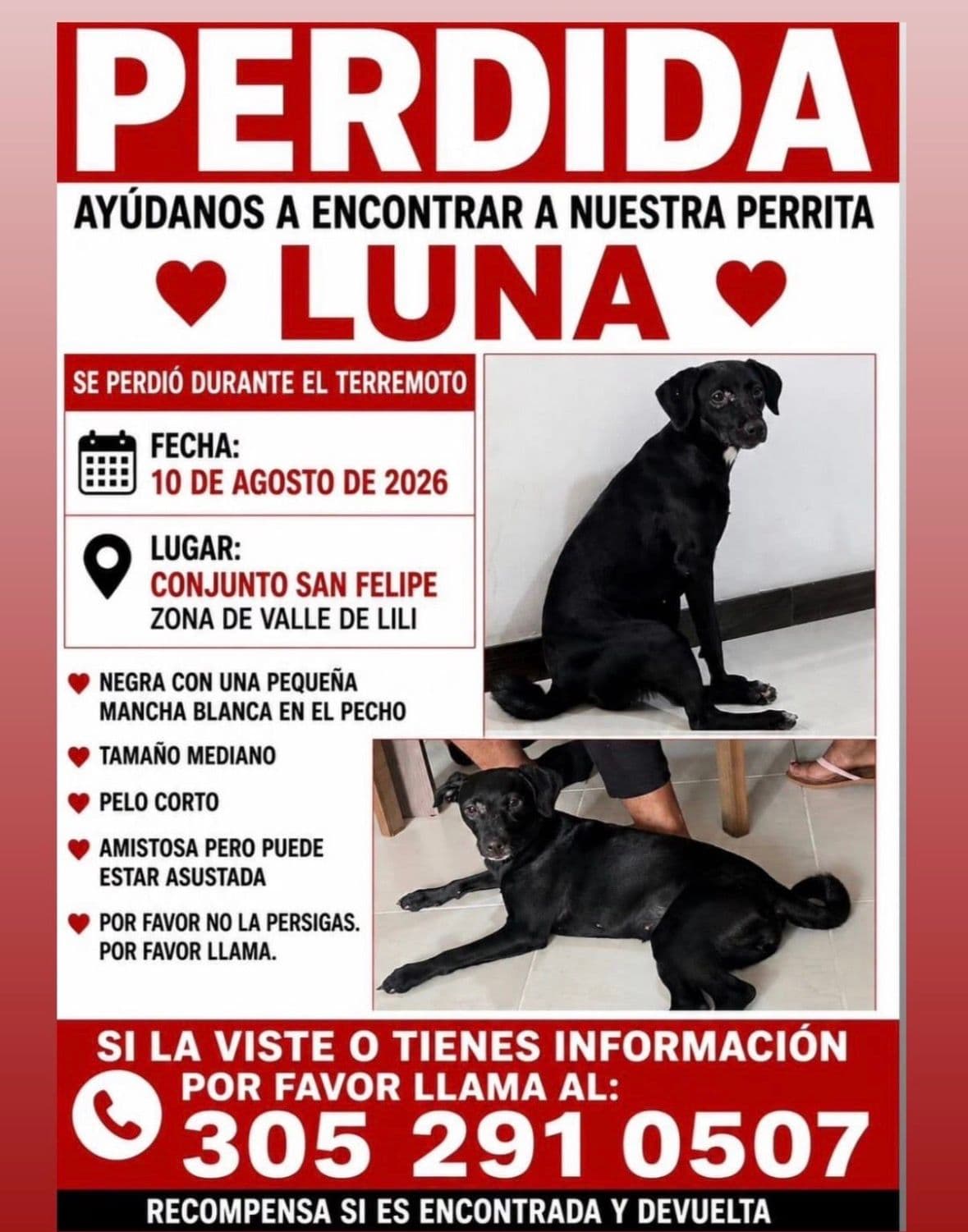 Perro