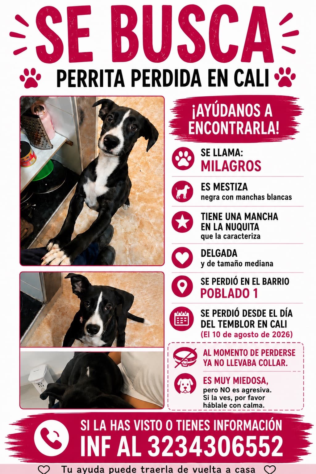 Perro