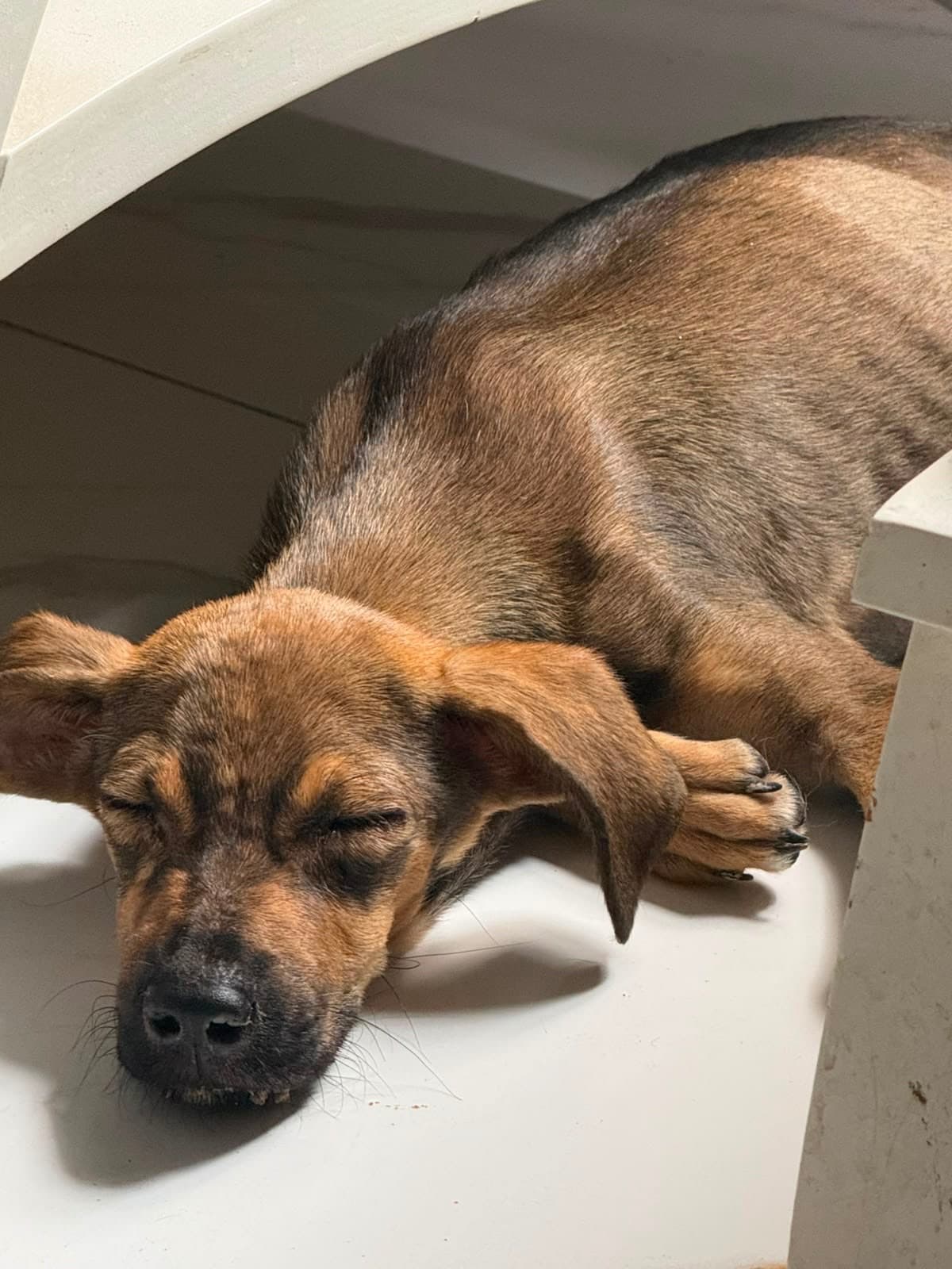 Perro
