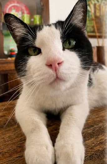 Gato
