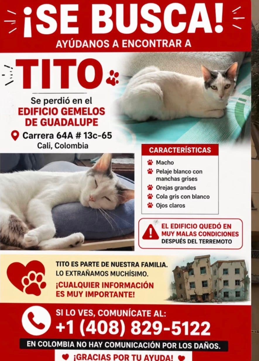 Gato