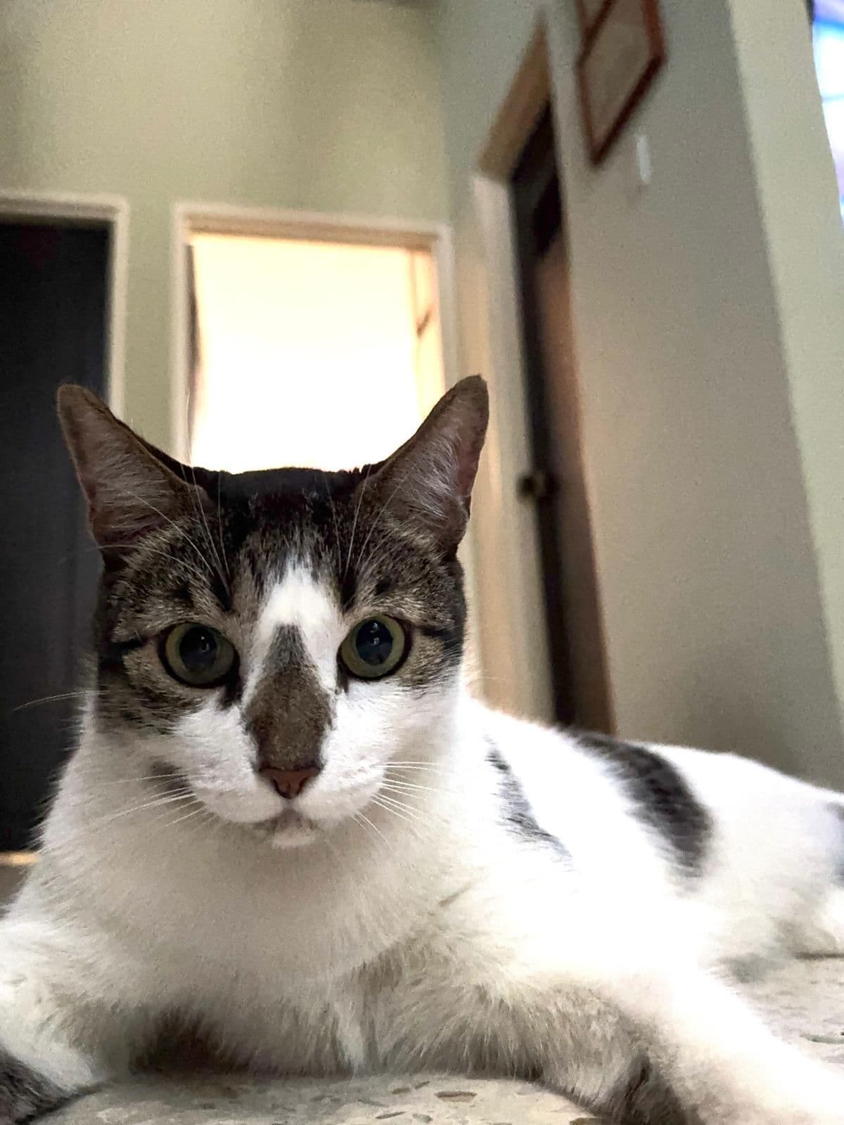 Gato